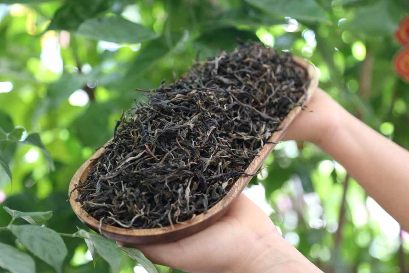 老茶市场明星产品8582的来历和品质怎么样？