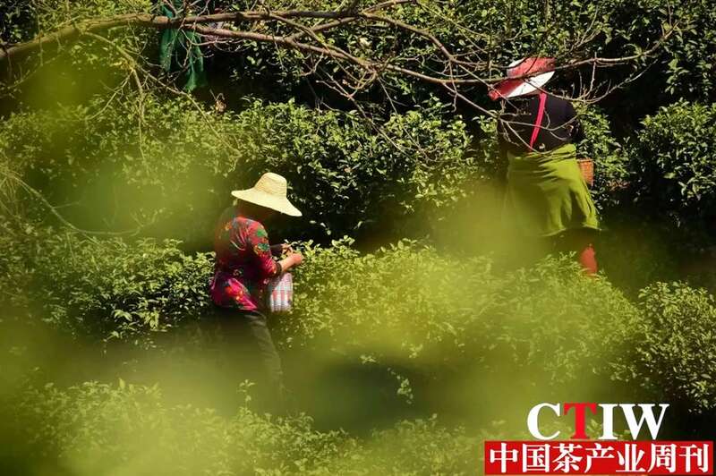 信阳毛尖:一片非遗茶叶撬起200亿年产值 信阳毛尖:一片非遗茶叶撬起200亿年产值