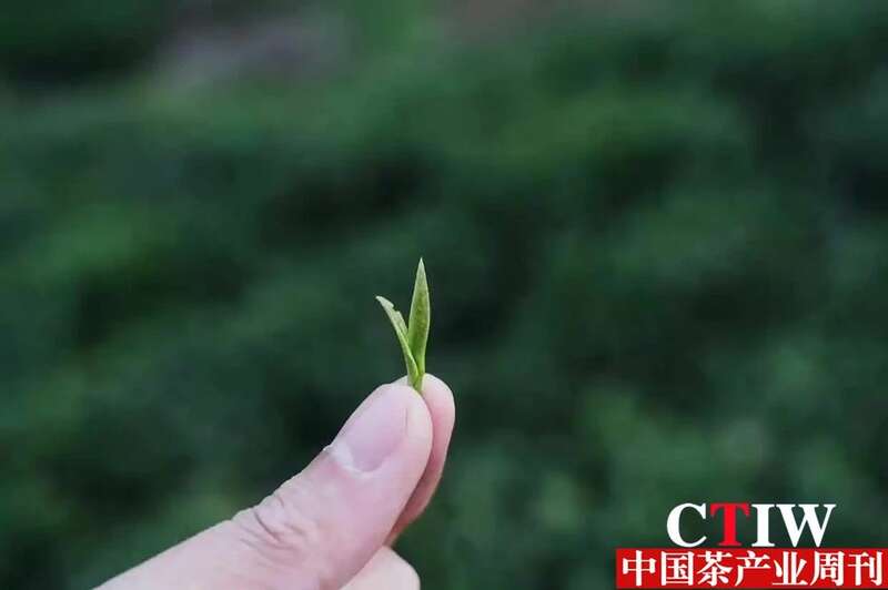信阳毛尖:一片非遗茶叶撬起200亿年产值 信阳毛尖:一片非遗茶叶撬起200亿年产值