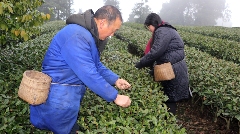 抢“鲜”!价格每斤150元,首批蒙顶山茶春茶开采 抢“鲜”!价格每斤150元,首批蒙顶山茶春茶开采