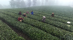 抢“鲜”!价格每斤150元,首批蒙顶山茶春茶开采 抢“鲜”!价格每斤150元,首批蒙顶山茶春茶开采