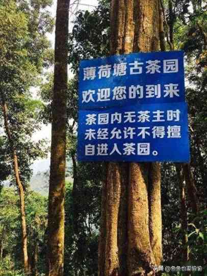 普洱茶原料分级全解析:4圈层+3句避坑技巧 普洱茶原料分级全解析:4圈层+3句避坑技巧