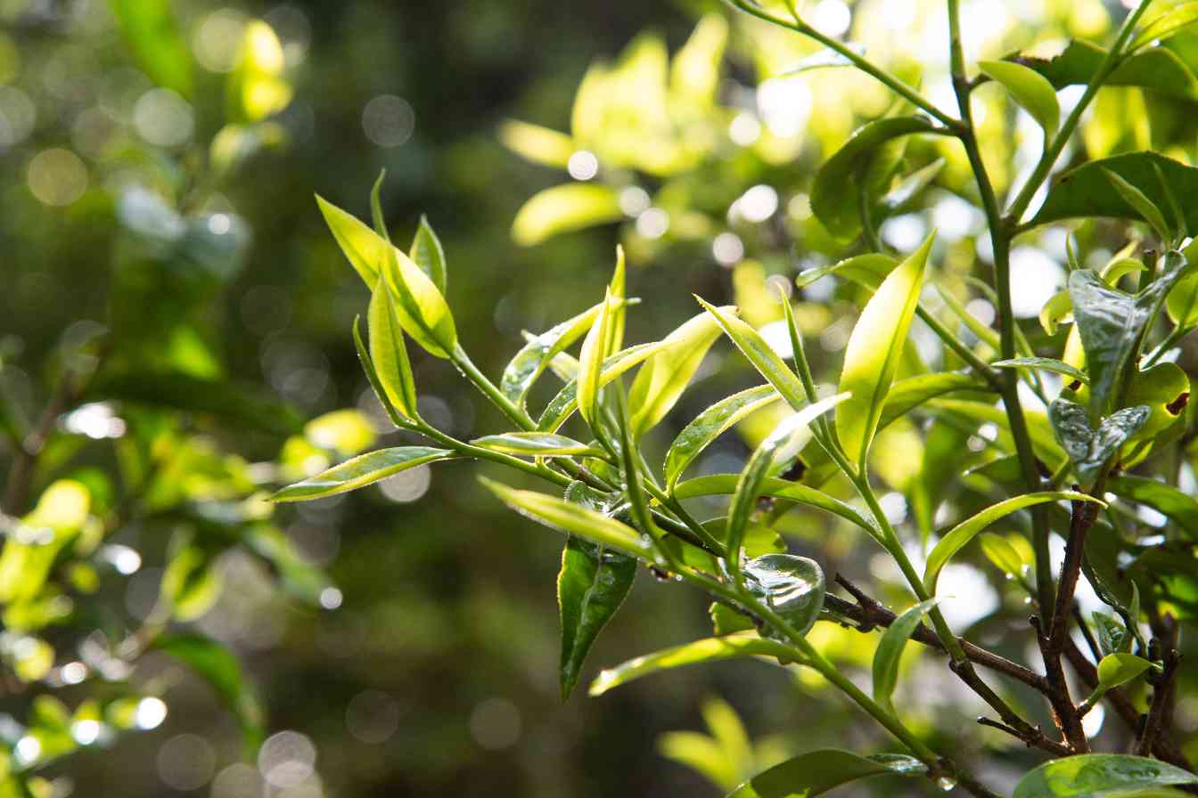 有机茶≠不打药，看清关键差异才能选择真正健康产品