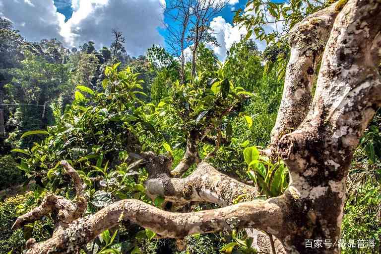 普洱茶含烟味原因解析及品鉴指南