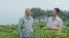 云南茶业发展反思与大众化路径探索 钟睒睒央视《对话》直言:云南茶业发展不能全民做“劳力士”