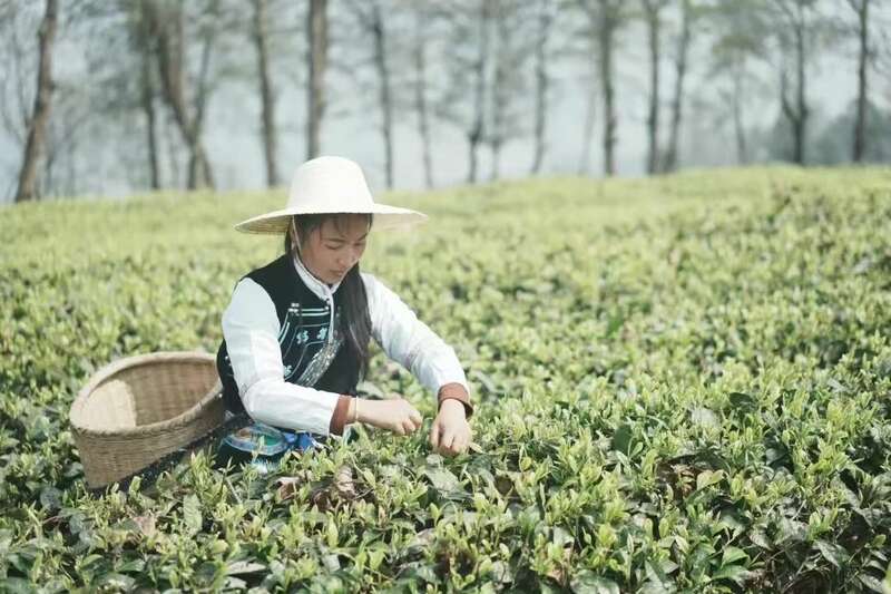 云南茶业发展反思与大众化路径探索 钟睒睒央视《对话》直言:云南茶业发展不能全民做“劳力士”