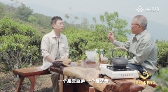 云南茶业发展反思与大众化路径探索 钟睒睒央视《对话》直言:云南茶业发展不能全民做“劳力士”