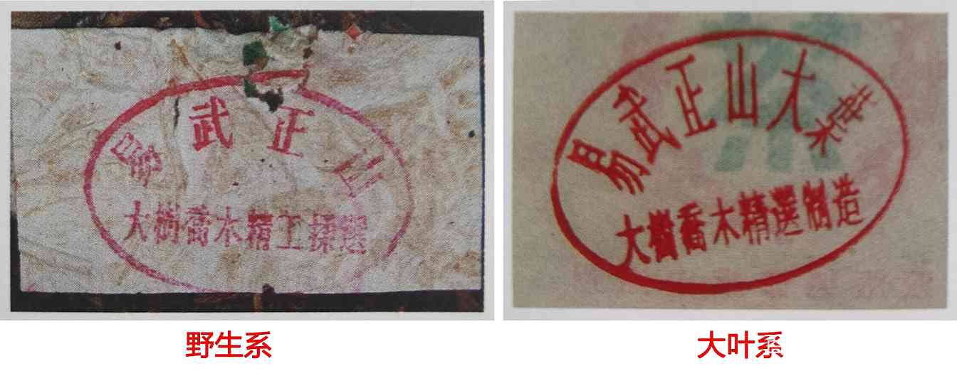 1999年绿大树野生系与大叶系区分指南