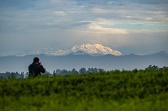 雪山映茶山 云雾酿新芽
