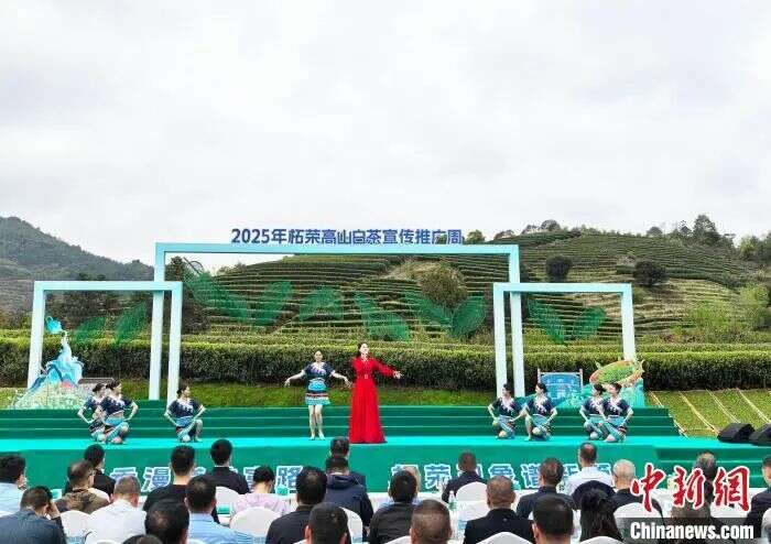茶文旅融合激活乡村振兴新动能 2025年柘荣高山白茶宣传推广周开幕式举办