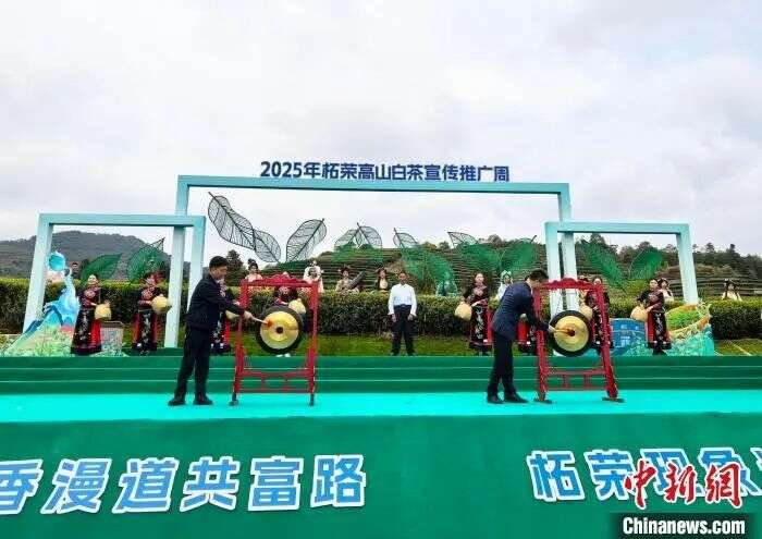 茶文旅融合激活乡村振兴新动能 2025年柘荣高山白茶宣传推广周开幕式举办