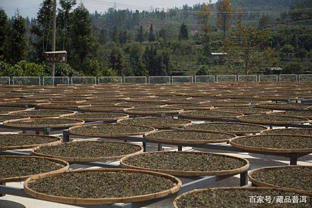 普洱茶五大冷知识：黑茶？茶龄？金花？
