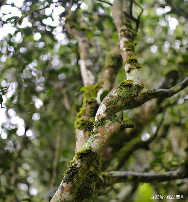 经典普洱茶款金竹山野生圆茶的非凡价值与发展历程 经典普洱茶款金竹山野生圆茶的非凡价值与发展历程