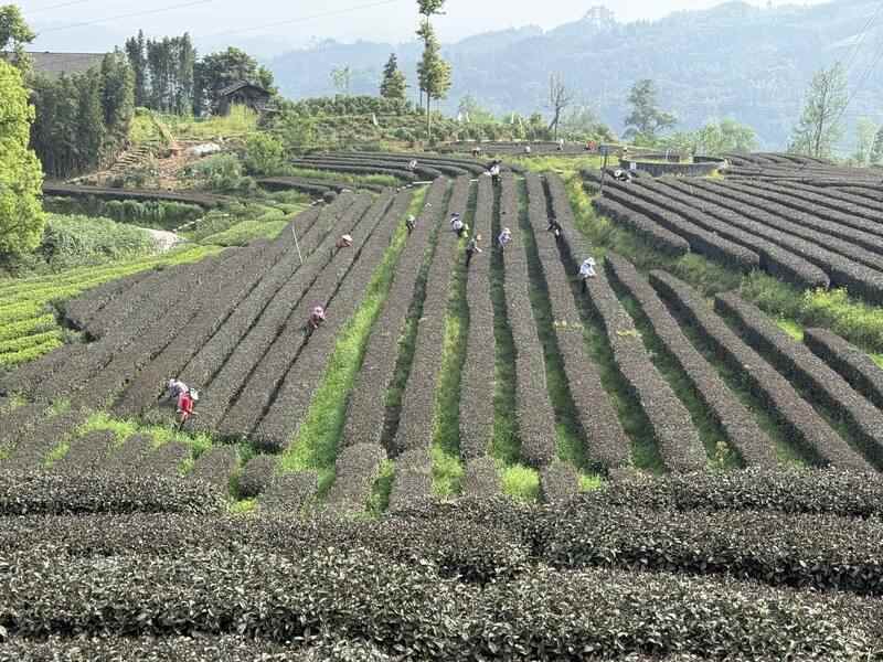 沐川紫茶产业盛景:茶文化研学与生态魅力全览 “紫”气东来!沐川紫茶盛宴即将启幕!