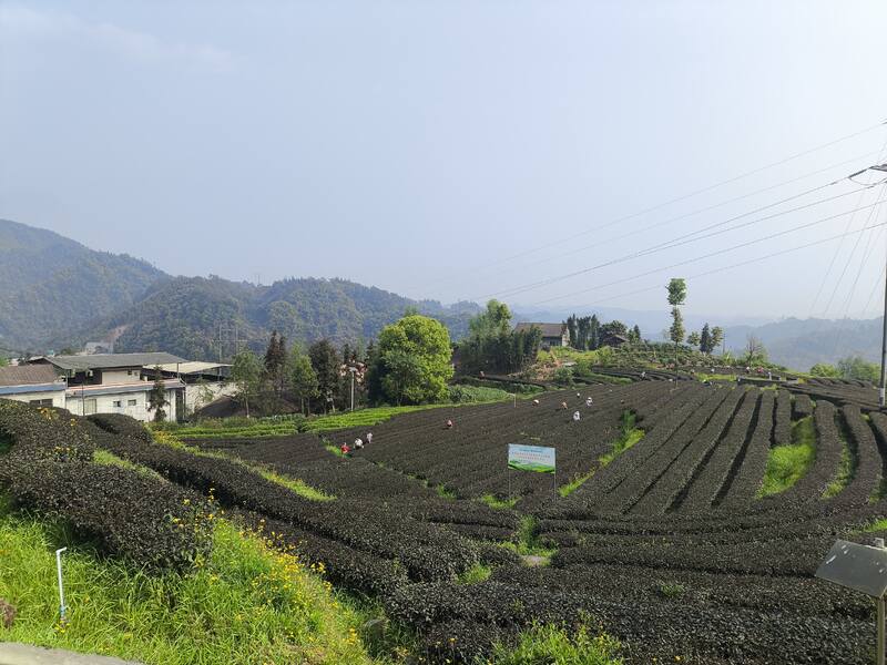 沐川紫茶产业盛景:茶文化研学与生态魅力全览 “紫”气东来!沐川紫茶盛宴即将启幕!