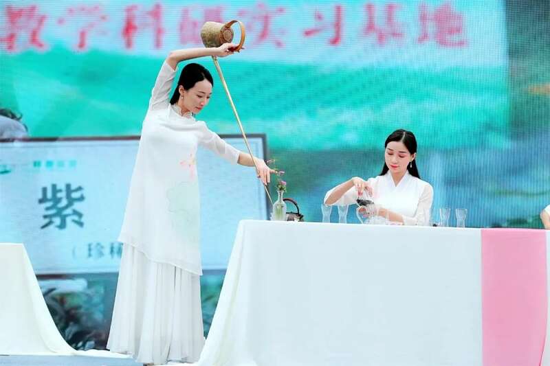 沐川紫茶产业盛景:茶文化研学与生态魅力全览 “紫”气东来!沐川紫茶盛宴即将启幕!
