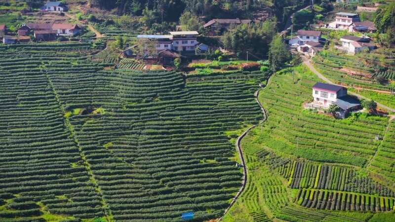 沐川紫茶产业盛景:茶文化研学与生态魅力全览 “紫”气东来!沐川紫茶盛宴即将启幕!