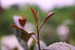 沐川紫茶产业盛景:茶文化研学与生态魅力全览 “紫”气东来!沐川紫茶盛宴即将启幕!