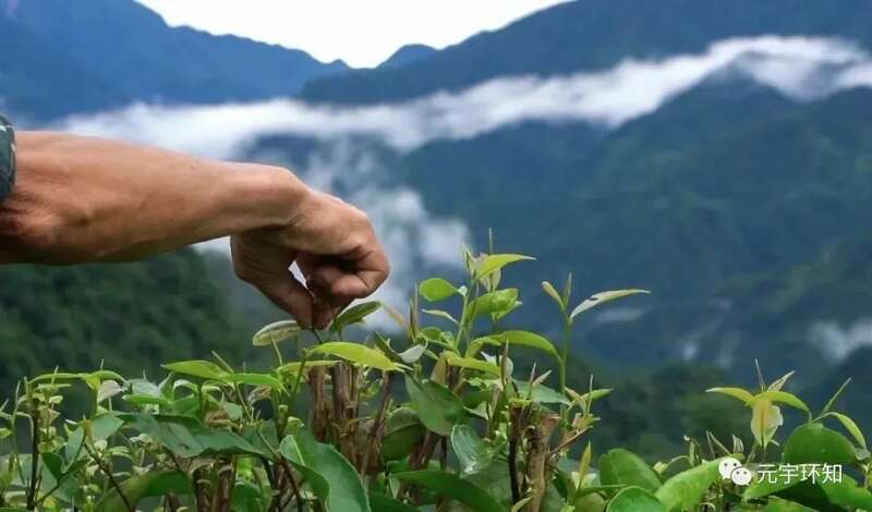 成都茶产业"建圈强链"如何打造高质量发展新范式 下一站,成都茶要泡出千亿产业