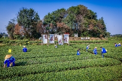 成都茶产业"建圈强链"如何打造高质量发展新范式 下一站,成都茶要泡出千亿产业