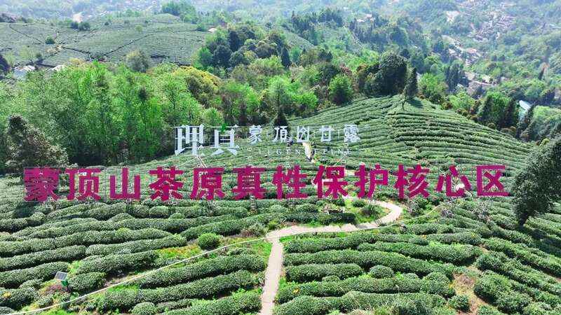蒙顶山茶核心产区春茶集中上市 生态高效并行 蒙顶山茶原真性保护茶园全面开采