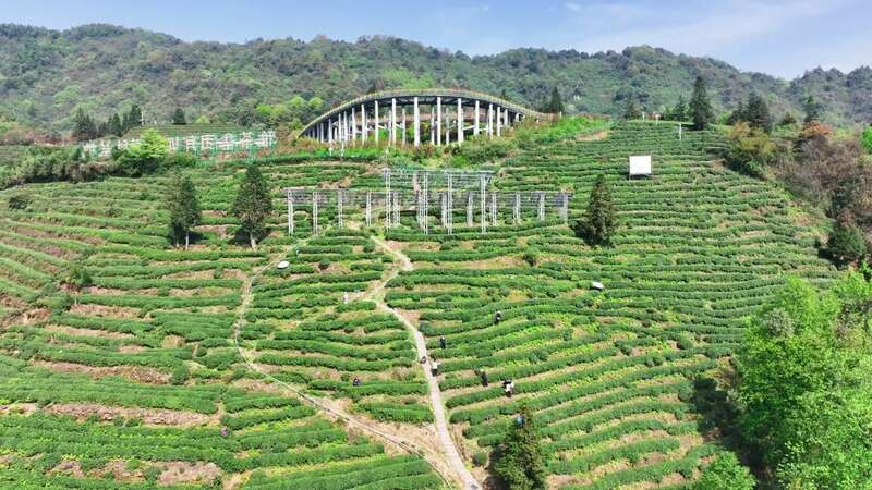 蒙顶山茶核心产区春茶集中上市 生态高效并行 蒙顶山茶原真性保护茶园全面开采