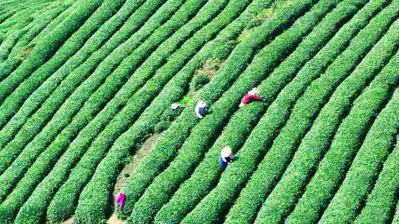 蒙顶山茶核心产区春茶集中上市 生态高效并行 蒙顶山茶原真性保护茶园全面开采