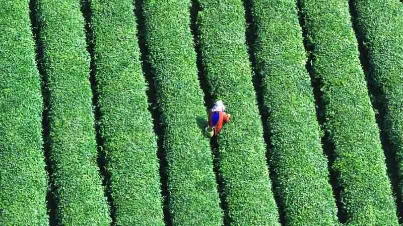 蒙顶山茶核心产区春茶集中上市 生态高效并行 蒙顶山茶原真性保护茶园全面开采