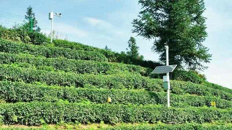 蒙顶山茶核心产区春茶集中上市 生态高效并行 蒙顶山茶原真性保护茶园全面开采