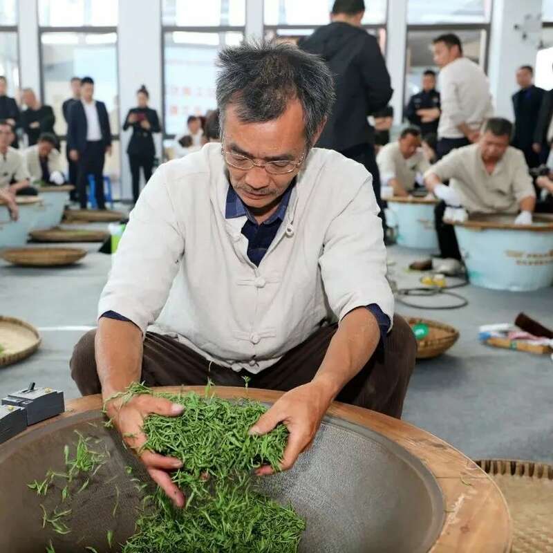 沐川紫茶产业盛景:茶文化研学与生态魅力全览 “紫”气东来!沐川紫茶盛宴即将启幕!
