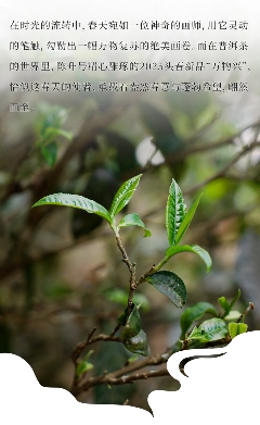 头春新品"万物兴"演绎普洱茶万物复苏意境 陈升号2025年头春新品“万物兴”面市