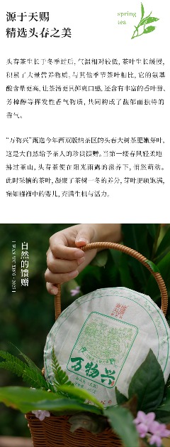 头春新品"万物兴"演绎普洱茶万物复苏意境 陈升号2025年头春新品“万物兴”面市