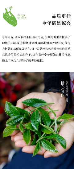 头春新品"万物兴"演绎普洱茶万物复苏意境 陈升号2025年头春新品“万物兴”面市