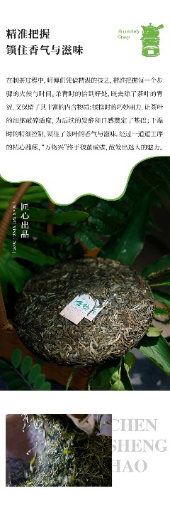 头春新品"万物兴"演绎普洱茶万物复苏意境 陈升号2025年头春新品“万物兴”面市