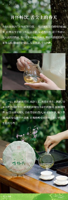 头春新品"万物兴"演绎普洱茶万物复苏意境 陈升号2025年头春新品“万物兴”面市