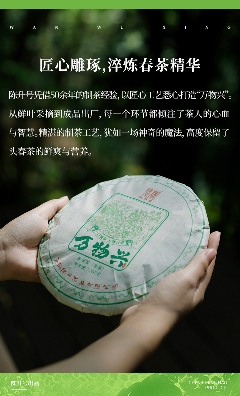 头春新品"万物兴"演绎普洱茶万物复苏意境 陈升号2025年头春新品“万物兴”面市