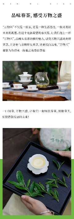 头春新品"万物兴"演绎普洱茶万物复苏意境 陈升号2025年头春新品“万物兴”面市