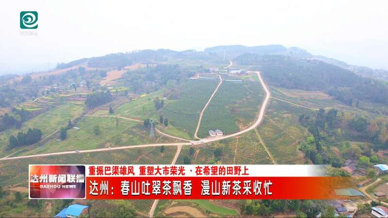 达州春茶采摘季开启 高效机械助力乡村振兴 达州:春山吐翠茶飘香 漫山新茶采收忙