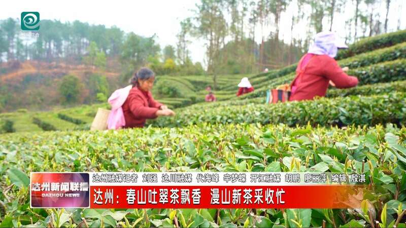 达州春茶采摘季开启 高效机械助力乡村振兴 达州:春山吐翠茶飘香 漫山新茶采收忙