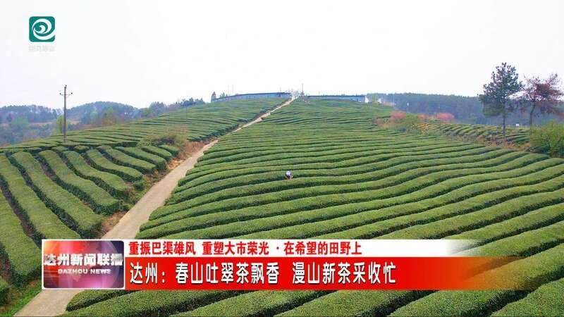 达州春茶采摘季开启 高效机械助力乡村振兴 达州:春山吐翠茶飘香 漫山新茶采收忙