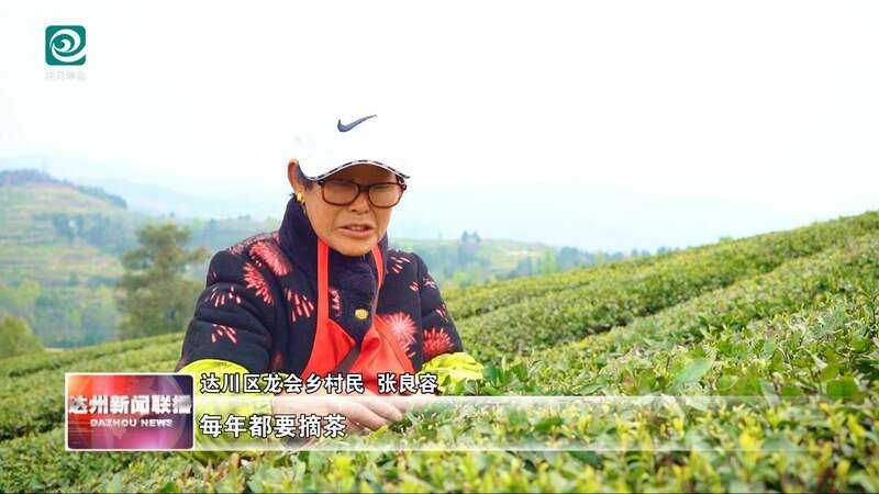 达州春茶采摘季开启 高效机械助力乡村振兴 达州:春山吐翠茶飘香 漫山新茶采收忙