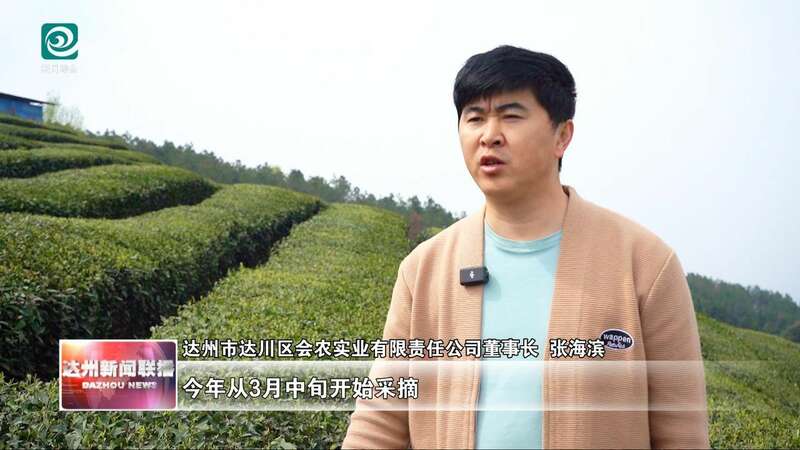 达州春茶采摘季开启 高效机械助力乡村振兴 达州:春山吐翠茶飘香 漫山新茶采收忙