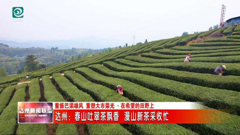 达州春茶采摘季开启 高效机械助力乡村振兴 达州:春山吐翠茶飘香 漫山新茶采收忙