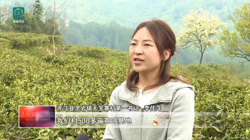 达州春茶采摘季开启 高效机械助力乡村振兴 达州:春山吐翠茶飘香 漫山新茶采收忙
