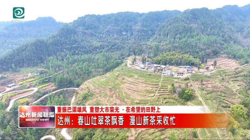达州春茶采摘季开启 高效机械助力乡村振兴 达州:春山吐翠茶飘香 漫山新茶采收忙
