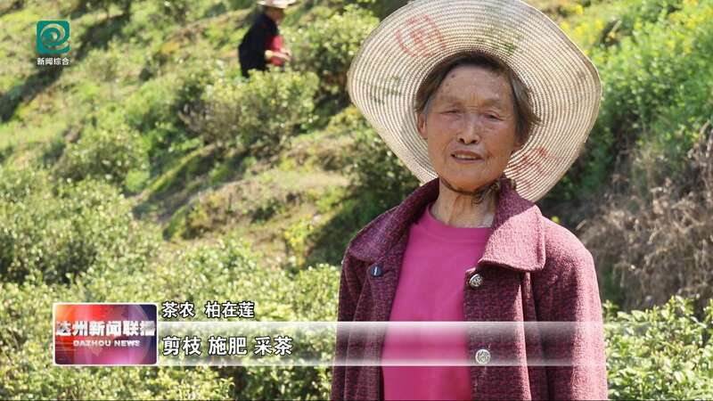 达州春茶采摘季开启 高效机械助力乡村振兴 达州:春山吐翠茶飘香 漫山新茶采收忙