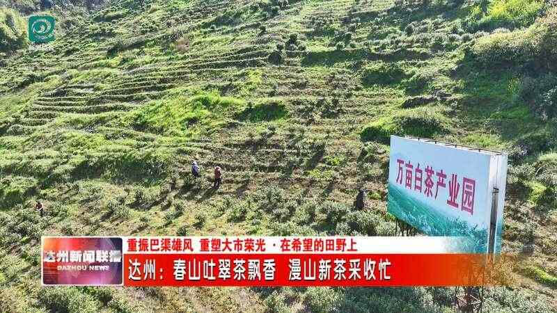达州春茶采摘季开启 高效机械助力乡村振兴 达州:春山吐翠茶飘香 漫山新茶采收忙