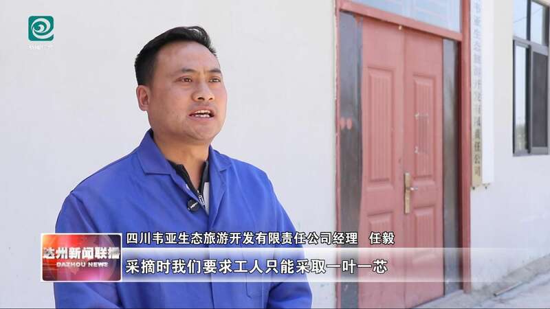 达州春茶采摘季开启 高效机械助力乡村振兴 达州:春山吐翠茶飘香 漫山新茶采收忙
