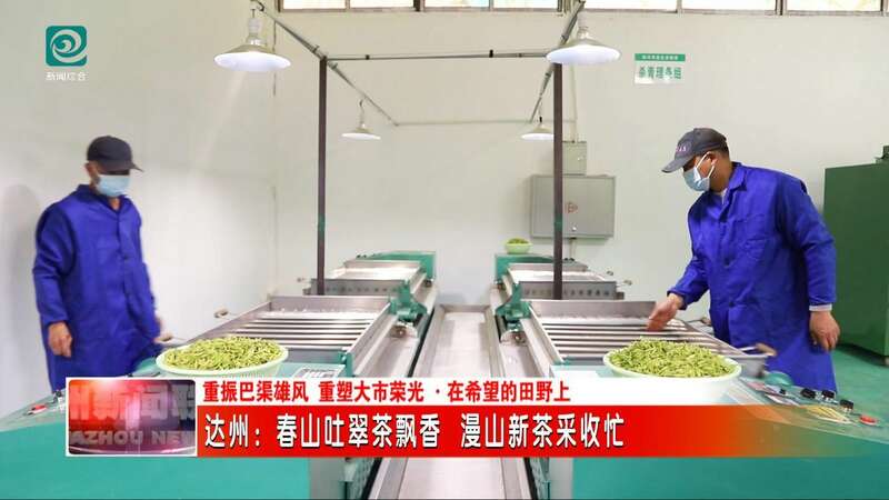 达州春茶采摘季开启 高效机械助力乡村振兴 达州:春山吐翠茶飘香 漫山新茶采收忙