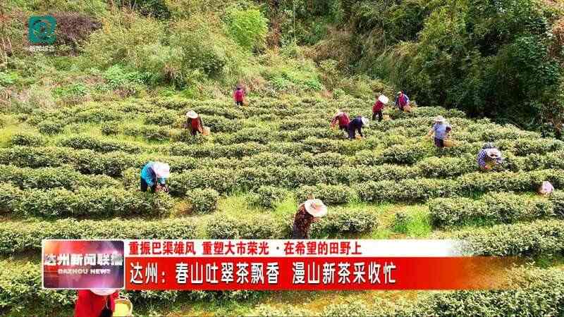 达州春茶采摘季开启 高效机械助力乡村振兴 达州:春山吐翠茶飘香 漫山新茶采收忙